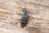 Rhagium inquisitor